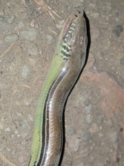 Ophiodes striatus