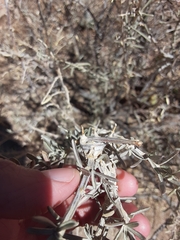 Asphondylia atriplicis