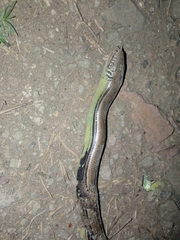 Ophiodes striatus