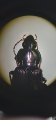 Poecilus lucublandus