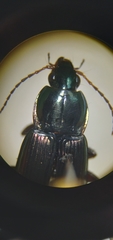 Poecilus lucublandus
