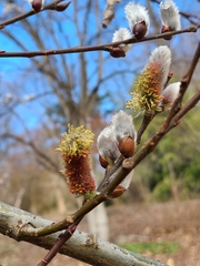 Salix chaenomeloides