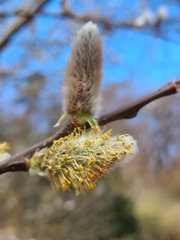 Salix chaenomeloides