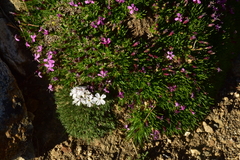 Phlox condensata
