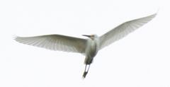 Egretta thula image