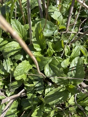 Salvia farinacea