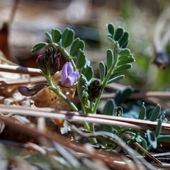Astragalus cobrensis