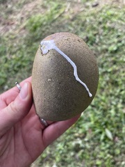 Tabernaemontana donnell-smithii