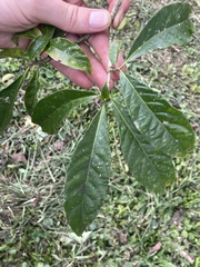 Tabernaemontana donnell-smithii