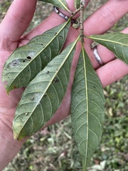 Tabernaemontana donnell-smithii