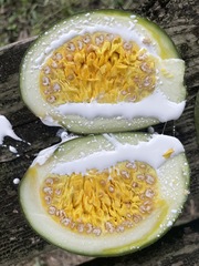 Tabernaemontana donnell-smithii