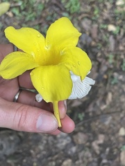 Tabernaemontana donnell-smithii