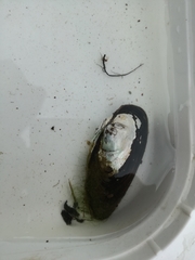 Unio elongatulus
