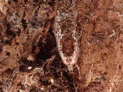 Agonopterix hypericella