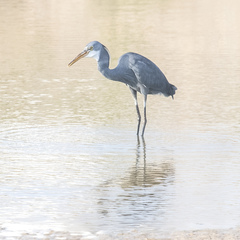 Egretta gularis