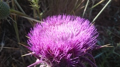 Onopordum macrocephalum