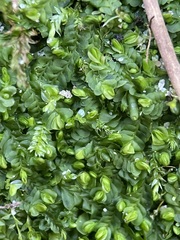 Liochlaena lanceolata