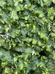 Liochlaena lanceolata