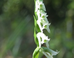 Spiranthes brevilabris