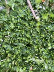 Liochlaena lanceolata