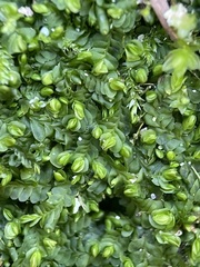 Liochlaena lanceolata