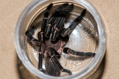 Chilobrachys stridulans