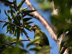 Amazona leucocephala