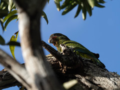 Amazona leucocephala