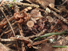 Ciboria coryli