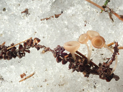 Ciboria coryli