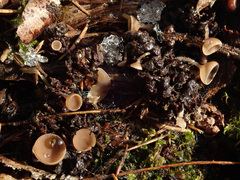 Ciboria coryli