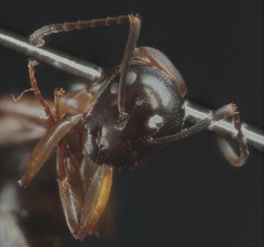 Camponotus clarithorax