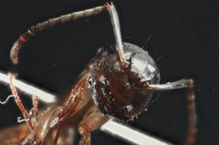 Camponotus clarithorax