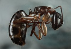 Camponotus clarithorax