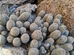 Mammillaria barbata