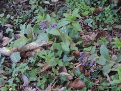 Pulmonaria hirta
