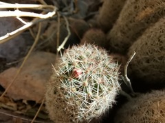 Mammillaria barbata