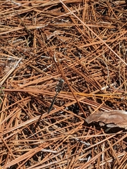 Helocordulia selysii