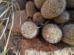Mammillaria barbata