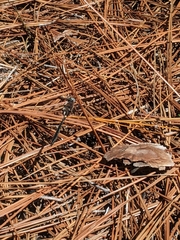 Helocordulia selysii