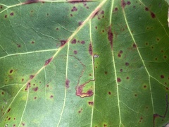 Enteucha basidactyla