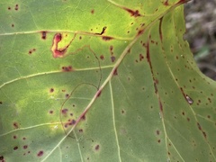 Enteucha basidactyla