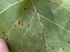 Enteucha basidactyla