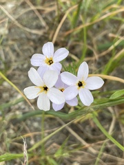 Leptosiphon androsaceus