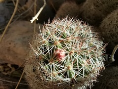 Mammillaria barbata