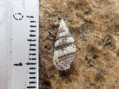 Cerithium eburneum