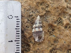 Cerithium eburneum