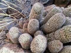 Mammillaria barbata