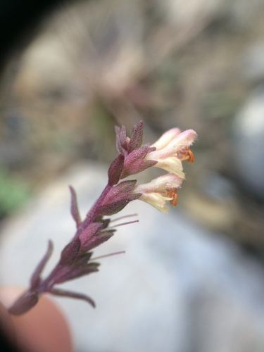 Image of Odontites jaubertianus by no rights reserved