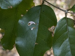 Coptodisca condaliae